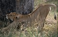 <center>Comme pour nombre d'animaux,<br> cette attitude est caractéristique dès le lever. étirement lionne. tanzanie. 