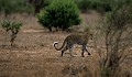<center>Il ne semble pas puissant et pourtant...<br> Le léopard est un redoutable prédateur. léopard seul en marche .tanzanie. 