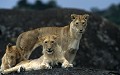 <center>M'offrent une belle séance de prises de vues ! jeunes lions kopjes tanzanie 