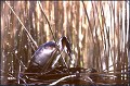 <center>
T'es superbe ! grèbe huppé arrivant au nid,profil, étang de la Beauce. France 