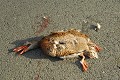<center>
Le plus commun de nos canards est victime<br>
aussi de la vitesse excessive des véhicules. CANARD, COLVERT,  MORT,  ROUTE FRANCE. 