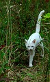 <center>
Cette adorable petite chatte, vient de déménager sur<br>
un terrain en friche, à une vingtaine de mètres de ma<br>
maison ; je vais enfin pouvoir observer ses petits. chatte blanche 