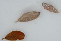 <center>Derniers témoignages de l'automne avant le dénuement. feuilles de sur neige automne 