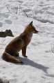  renard assis et son ombre sur la neige, alpes 