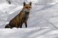  Observation renard sur la neige, alpes 