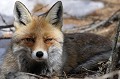  renard regard couché sur le sol alpes 