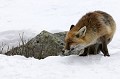 <center>Position caractéristique avant la rencontre<br>
 ou les retrouvailles de deux renards. Renard sur la neige attitude d'attente. 