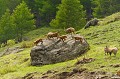 <center>
Cette roche offre un magnifique promontoire pour ces mâles adultes.<br>
C'est l'occasion de se défouler.<br>
Réussir à faire tomber l'adversaire, qui remontera<br>
aussitôt sur la pierre et poursuivra la joute. Harde de bouquetins sur un rocher. Joute entre mâles bouquetins.
Alpes italiennes vallée de Cogne Aoste 