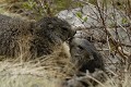  Marmottes face à face Alpes Grand Paradis 