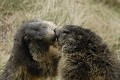  Marmottes face à face 