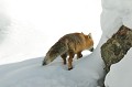 <center>
La bouche du terrier est encore à l'ombre. <br>
Ce renard part en quête de nourriture, museau collé à la neige. Renard de dos sur la neige. Sortie du terrier. Alpes, Vallée d'aoste Grand Paradis. 