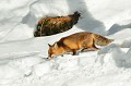 <center>
En hiver, Renard est plus un collecteur qu'un chasseur. <br>
Il peut rechercher des charognes sous la neige.


 Renard cherchant à collecter des charognes sous la neige. Grand Paradis Aoste. 