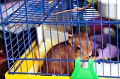 Ecureuil qui a environ 1 mois et qui prend encore 7 à 8 biberons par jour, Jeune écureuil en cage en attente de soins 