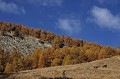  Les ors, Mère et jeune chamois à l'automne. Vallée d'Aoste. 