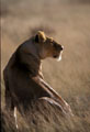 <center>Observant des gazelles qui broutent paisiblement. lionne,attitude,comportement,lion,lionceaux 