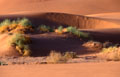  dune,végétation 