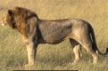<center>... Queue comprise ! lion debout,profil,félin,prédateur,tanzanie,afrique 