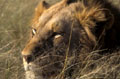  lion,regard,tanzanie,afrique 