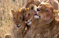 <center> Un infini moment de douceur après le repas. lionne,jeunes lions, attitude,comportement,après la chasse 