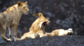 <center>Souvent les lions se reposent sur ces énormes blocs<br> rocheux, appelés kopjes (prononcez <i>kopiz</i>)... jeunes lions,prédateurs,attitude,félins 