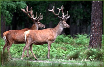 Cerf élaphe - Cervus elaphus