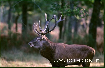 Cerf élaphe - Cervus elaphus